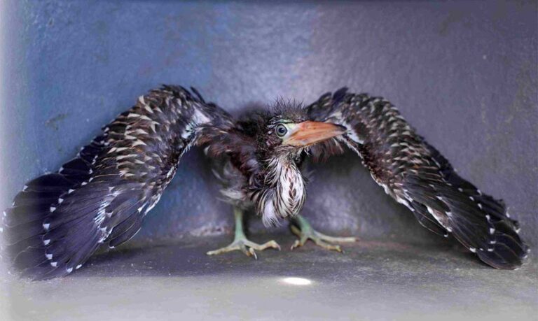 Ipaam resgata filhote de socó-boi e jiboia